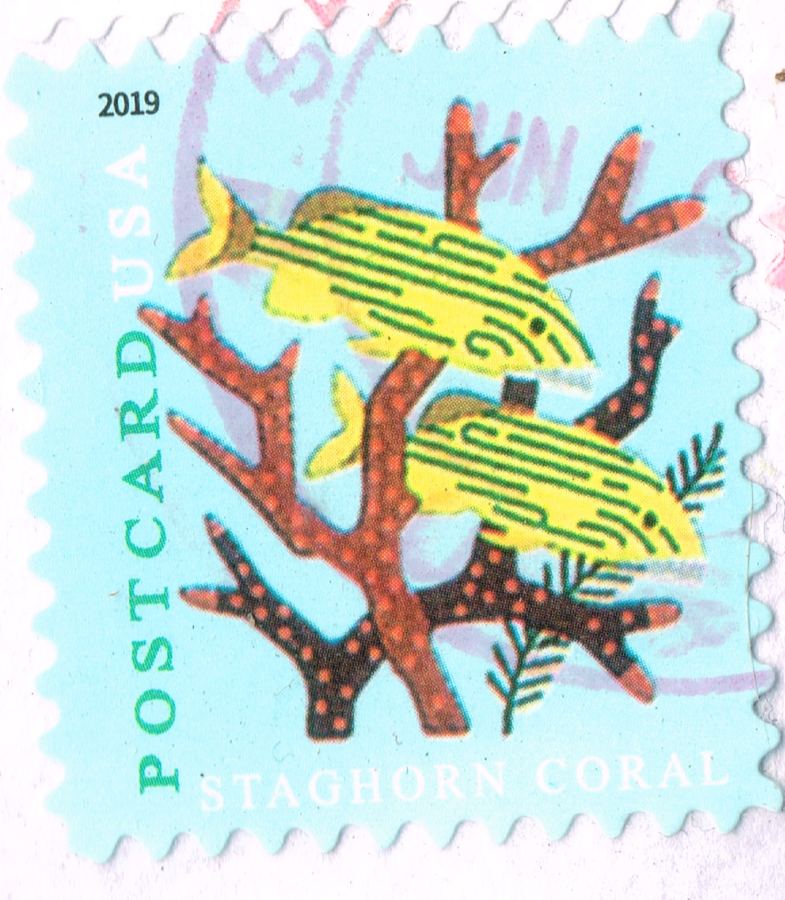 Tarjeta Staghorn Coral USPS 2019 #Scott #5363